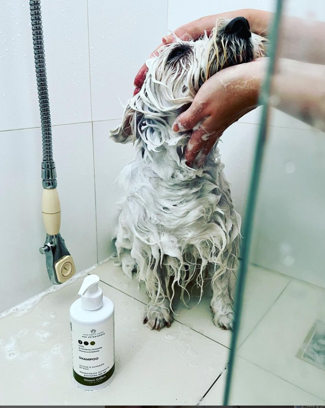 Produtos para pets Wesen Green é recomendação de veterinários